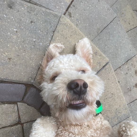 Meet your Posher, Theresa - Picture 1 of 1